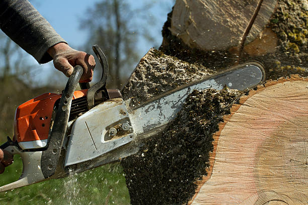 Tree Branch Trimming in St Joseph, MN